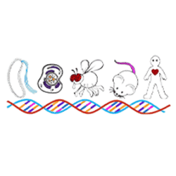 Genetics and Developmental Biology Logo