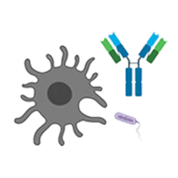 Immunology Logo