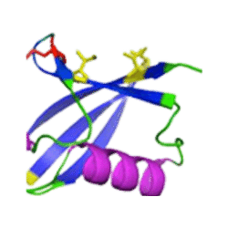 Cell Biology and Cancer Sience Logo